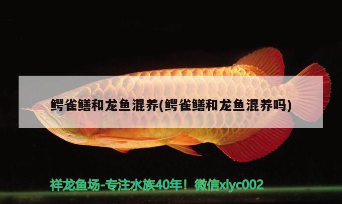 鱷雀鱔和龍魚混養(yǎng)(鱷雀鱔和龍魚混養(yǎng)嗎)