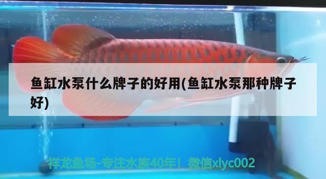 魚缸水泵什么牌子的好用(魚缸水泵那種牌子好)