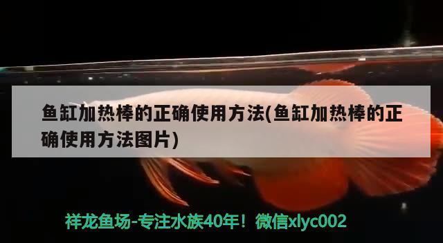 魚缸加熱棒的正確使用方法(魚缸加熱棒的正確使用方法圖片) 蝴蝶鯉