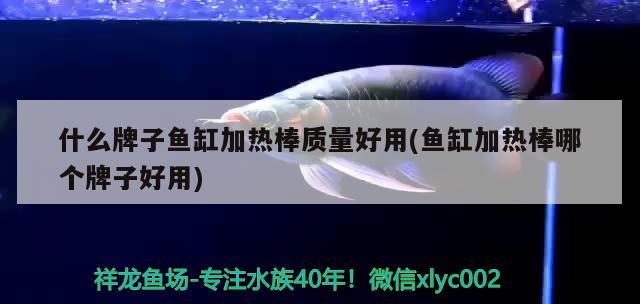 什么牌子魚缸加熱棒質(zhì)量好用(魚缸加熱棒哪個牌子好用) 綠皮皇冠豹魚