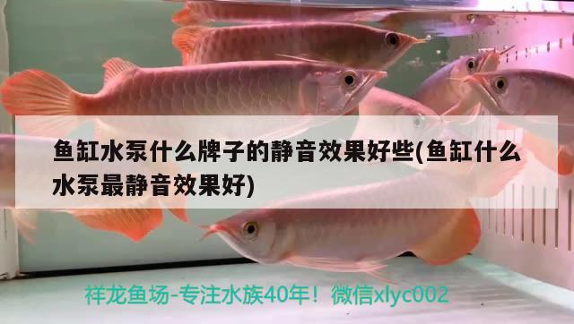 魚缸水泵什么牌子的靜音效果好些(魚缸什么水泵最靜音效果好)