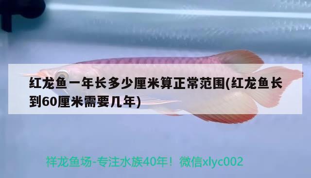 紅龍魚(yú)一年長(zhǎng)多少厘米算正常范圍(紅龍魚(yú)長(zhǎng)到60厘米需要幾年)