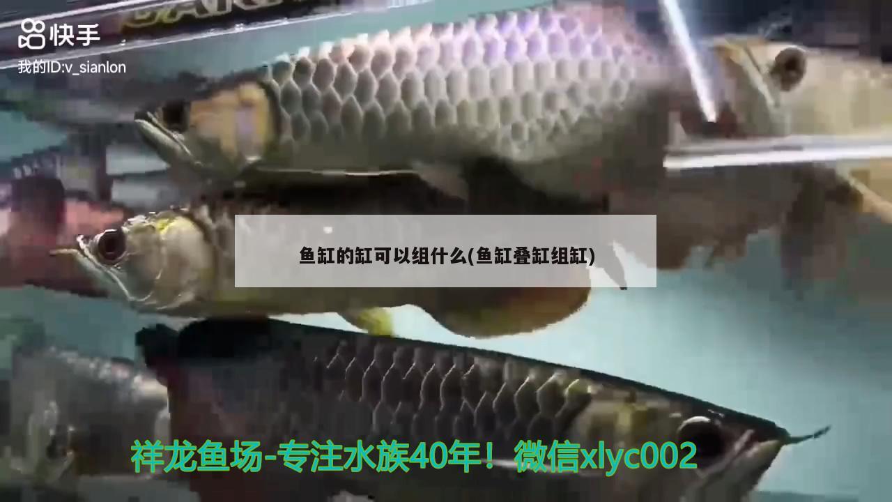 魚缸的缸可以組什么(魚缸疊缸組缸) 星點金龍魚