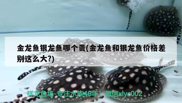 金龍魚銀龍魚哪個(gè)貴(金龍魚和銀龍魚價(jià)格差別這么大?)