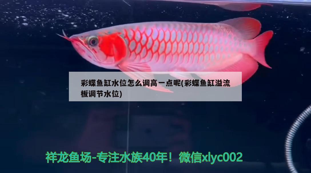 虎紋魚的種類，恐龍魚和娃娃魚有什么區(qū)別