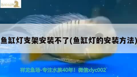 紅龍魚(yú)和金龍魚(yú)混養(yǎng)好嗎圖片大全：紅龍魚(yú)和金龍魚(yú)混養(yǎng)好嗎圖片大全視頻