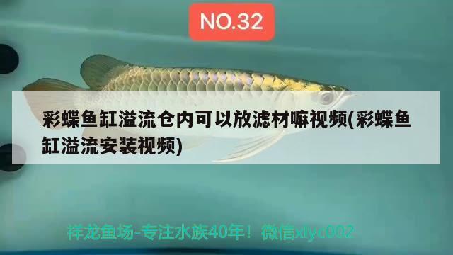 彩蝶魚缸溢流倉內(nèi)可以放濾材嘛視頻(彩蝶魚缸溢流安裝視頻)