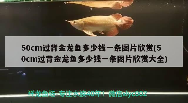 50cm過(guò)背金龍魚(yú)多少錢(qián)一條圖片欣賞(50cm過(guò)背金龍魚(yú)多少錢(qián)一條圖片欣賞大全) 過(guò)背金龍魚(yú)