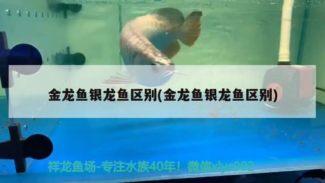 金龍魚銀龍魚區(qū)別(金龍魚銀龍魚區(qū)別) 銀龍魚