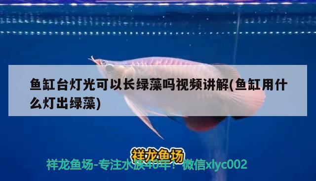 魚缸臺燈光可以長綠藻嗎視頻講解(魚缸用什么燈出綠藻)