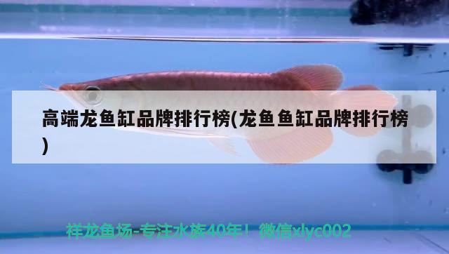 高端龍魚缸品牌排行榜(龍魚魚缸品牌排行榜)