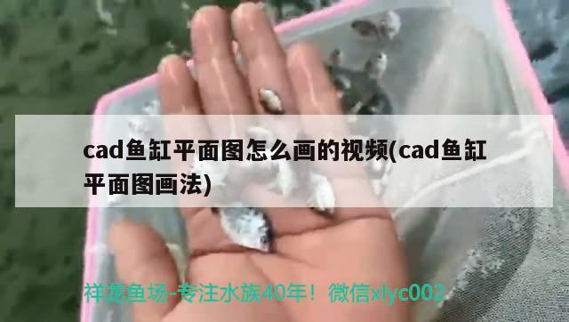 cad魚缸平面圖怎么畫的視頻(cad魚缸平面圖畫法)