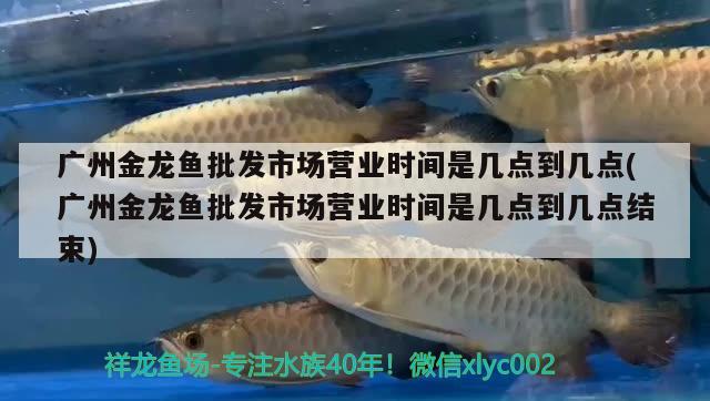 廣州金龍魚批發(fā)市場營業(yè)時間是幾點到幾點(廣州金龍魚批發(fā)市場營業(yè)時間是幾點到幾點結束) 龍魚批發(fā)