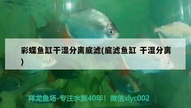 彩蝶魚缸干濕分離底濾(底濾魚缸干濕分離) 龍魚專用燈