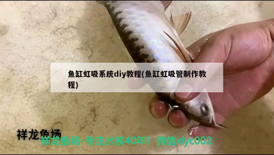 魚缸虹吸系統diy教程(魚缸虹吸管制作教程)