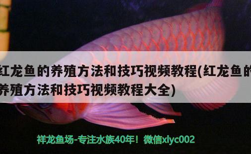 紅龍魚的養(yǎng)殖方法和技巧視頻教程(紅龍魚的養(yǎng)殖方法和技巧視頻教程大全) 麥肯斯銀版魚