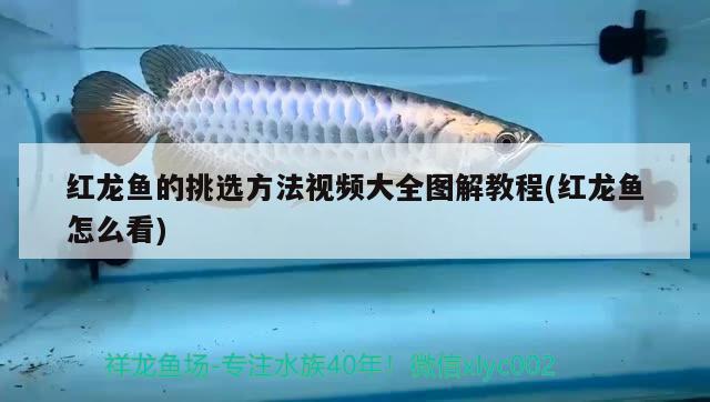 紅龍魚的挑選方法視頻大全圖解教程(紅龍魚怎么看)