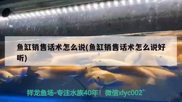 魚缸銷售話術怎么說(魚缸銷售話術怎么說好聽) 名貴錦鯉魚