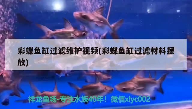 彩蝶魚缸過濾維護視頻(彩蝶魚缸過濾材料擺放)