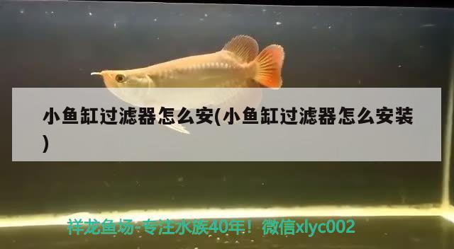 小魚(yú)缸過(guò)濾器怎么安(小魚(yú)缸過(guò)濾器怎么安裝) 印尼小紅龍