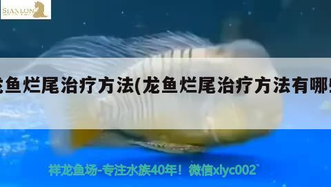 龍魚爛尾治療方法(龍魚爛尾治療方法有哪些) 錦鯉池魚池建設(shè)