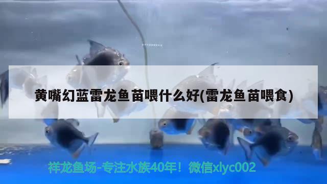 張家口賣觀賞魚的地方（張家口哪里賣魚） 黃金斑馬魚