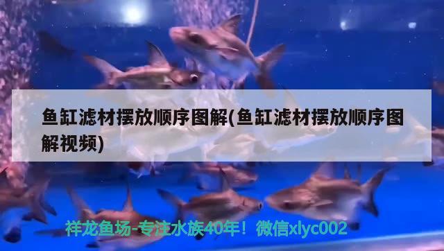 魚缸濾材擺放順序圖解(魚缸濾材擺放順序圖解視頻) 黃金達(dá)摩魚