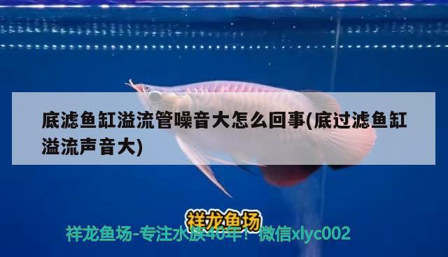 底濾魚缸如何安裝(底濾魚缸如何安裝視頻教程) 黃金達摩魚