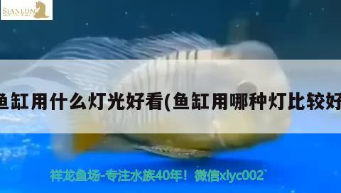 魚缸用什么燈光好看(魚缸用哪種燈比較好)