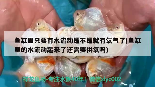 魚缸里只要有水流動(dòng)是不是就有氧氣了(魚缸里的水流動(dòng)起來了還需要供氧嗎)