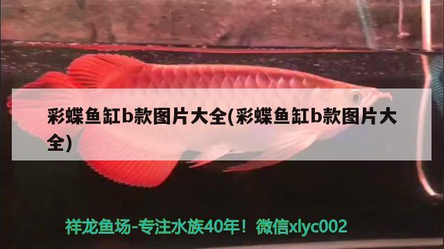 彩蝶魚缸b款圖片大全(彩蝶魚缸b款圖片大全)