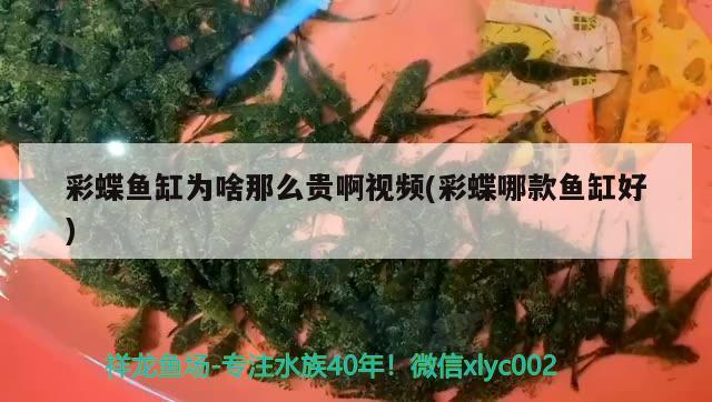 彩蝶魚缸為啥那么貴啊視頻(彩蝶哪款魚缸好)