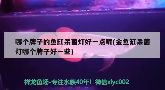 一眉道人魚屬于哪層魚：一眉魚適合的水溫