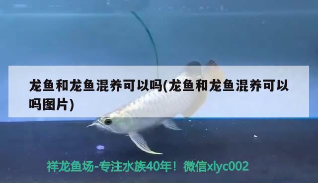 龍魚和龍魚混養(yǎng)可以嗎(龍魚和龍魚混養(yǎng)可以嗎圖片)