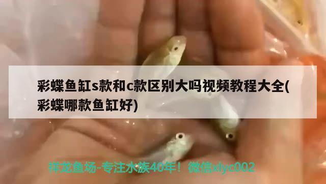 金龍魚(yú)可以吃嗎，龍魚(yú)是金龍魚(yú)的祖先嗎 養(yǎng)魚(yú)的好處 第2張