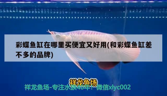 彩蝶魚缸在哪里買便宜又好用(和彩蝶魚缸差不多的品牌)