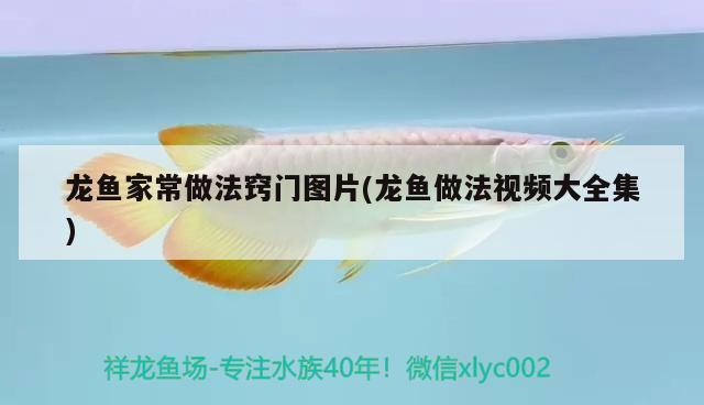 龍魚(yú)一側(cè)肚子凸起(龍魚(yú)左側(cè)肚子鼓起來(lái)) 暹羅巨鯉