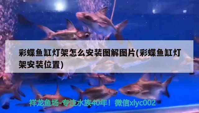 彩蝶魚缸燈架怎么安裝圖解圖片(彩蝶魚缸燈架安裝位置)