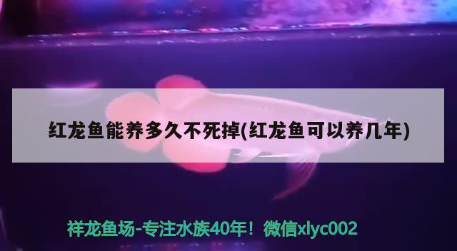 紅龍魚能養(yǎng)多久不死掉(紅龍魚可以養(yǎng)幾年) 馬拉莫寶石魚苗