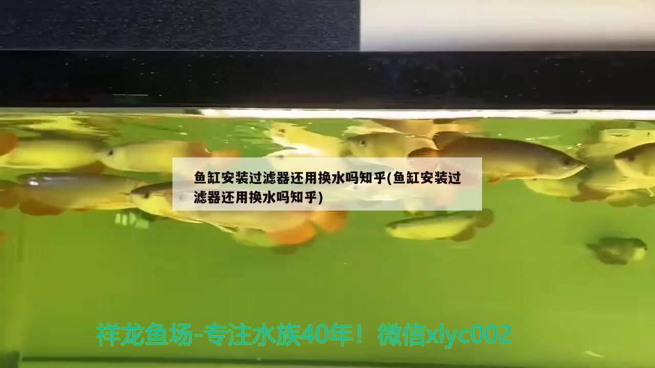 鶴頂紅金魚怎么養(yǎng) 是比較容易飼養(yǎng)的，鶴頂紅金魚飼養(yǎng)方法