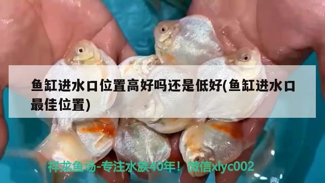 龍魚(yú)立鱗怎么引起(龍魚(yú)有點(diǎn)立鱗怎么辦)