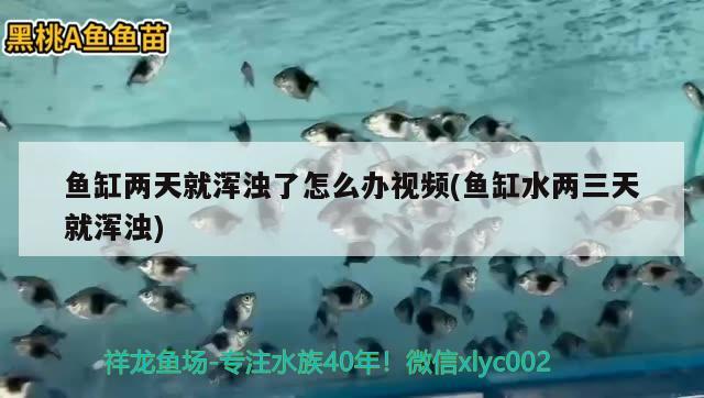 魚缸兩天就渾濁了怎么辦視頻(魚缸水兩三天就渾濁) 狗仔（招財(cái)貓)魚苗