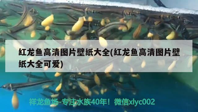 紅龍魚(yú)高清圖片壁紙大全(紅龍魚(yú)高清圖片壁紙大全可愛(ài))