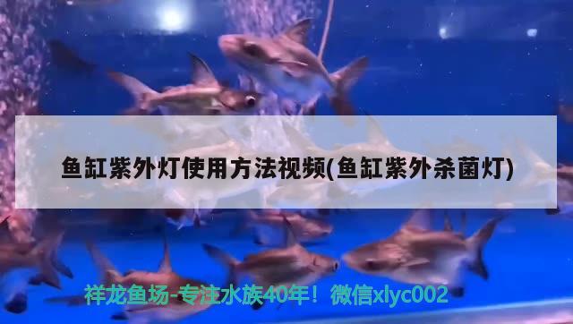 魚缸魚受傷怎么解決(魚缸魚受傷怎么解決問(wèn)題)