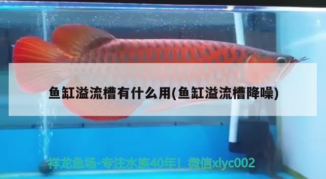 魚缸溢流槽有什么用(魚缸溢流槽降噪) 黃金夢幻雷龍魚