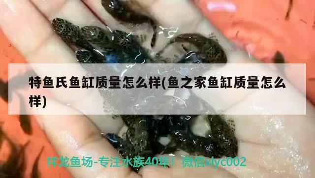 特魚(yú)氏魚(yú)缸質(zhì)量怎么樣(魚(yú)之家魚(yú)缸質(zhì)量怎么樣)