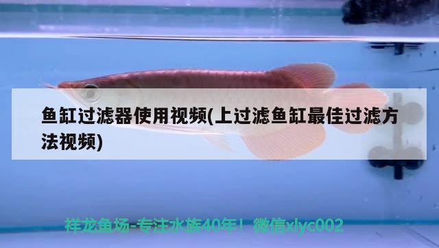 魚缸過濾器使用視頻(上過濾魚缸最佳過濾方法視頻) 魟魚百科