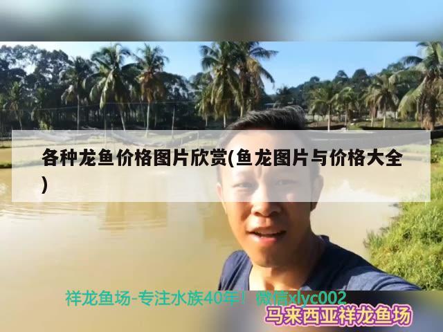 各種龍魚價格圖片欣賞(魚龍圖片與價格大全)