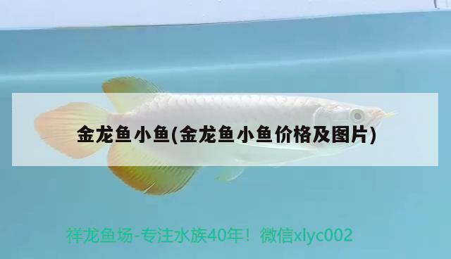 金龍魚(yú)小魚(yú)(金龍魚(yú)小魚(yú)價(jià)格及圖片) 養(yǎng)魚(yú)知識(shí)