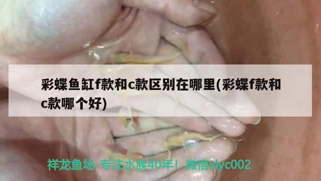 彩蝶魚缸f款和c款區(qū)別在哪里(彩蝶f款和c款哪個(gè)好)